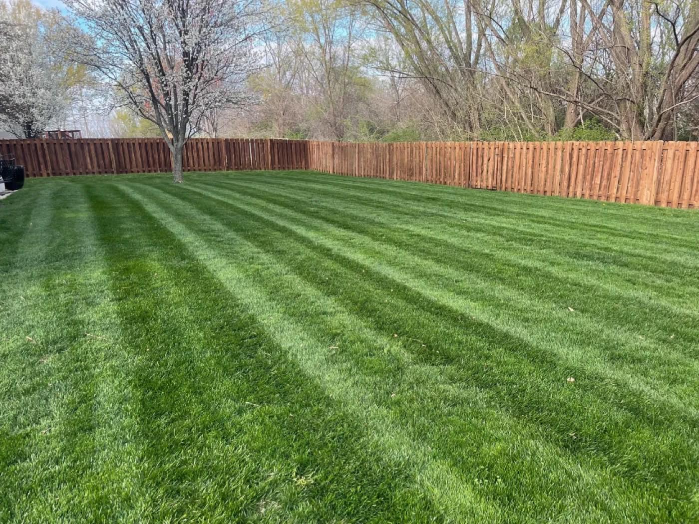 A freshly mowed backyard lawn with clean stripes along a cedar fence