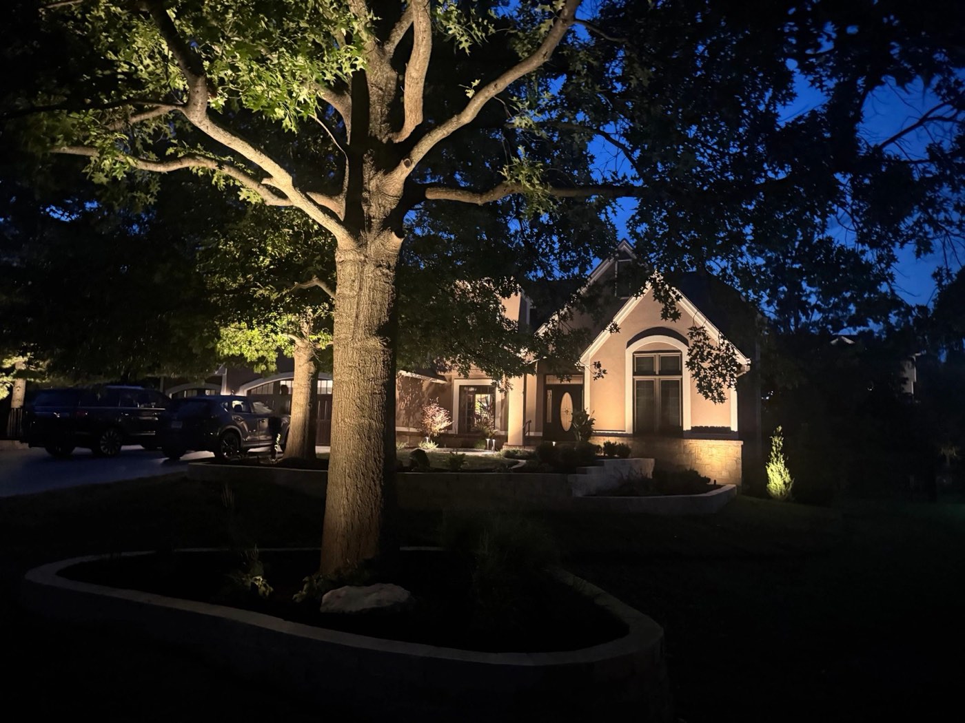 Uplit tree and landscape bed at night